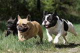 BOULEDOGUE FRANCAIS 425